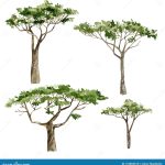 SAVANNA POSTE VERDE