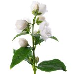 INODORINA JAZMIN