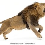 LION´S ROAR