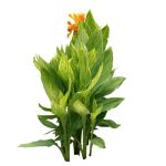 CANNA 3